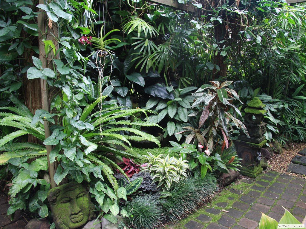 Jungle garden, tropical garden, shady, cool decorating ideas