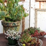succulents-garden-design-ideas-04