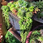 succulents-garden-design-ideas-11