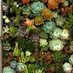 succulents-garden-design-ideas-17