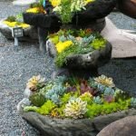 succulents-garden-design-ideas-21