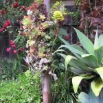 succulents-garden-design-ideas-29