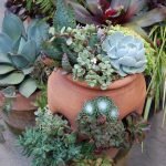succulents-garden-design-ideas-32