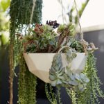 succulents-garden-design-ideas-34