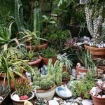 succulents-garden-design-ideas-49
