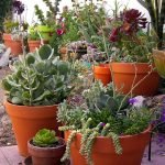 succulents-garden-design-ideas-50