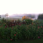 tiny-house-and-kitchen-garden-12