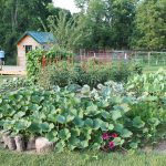 tiny-house-and-kitchen-garden-13