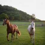 cottage-with-farm-horse-15