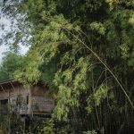 bamboo-house-low-cost-02