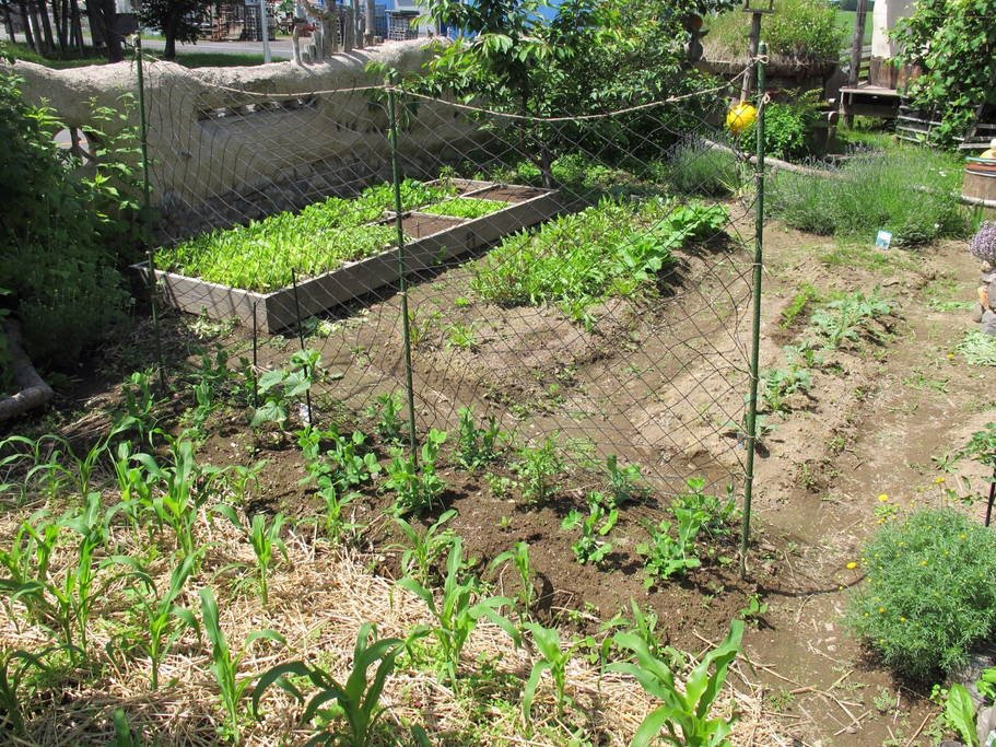 บ้านดิน ไอเดียสร้างบ้านเพื่อชีวิตที่เรียบง่าย ปลูกพืชผักกินเอง