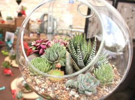 สวนหลอดแก้ว สวนขวดแก้ว (Terrariums) สวนขนาดจิ๋วเหมือนในนิยาย