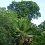 Jungle-house-for-families-14