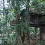 khao-sok-tree-house-10