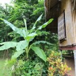 Chiang-Mai-Traditional-Farm-House-03